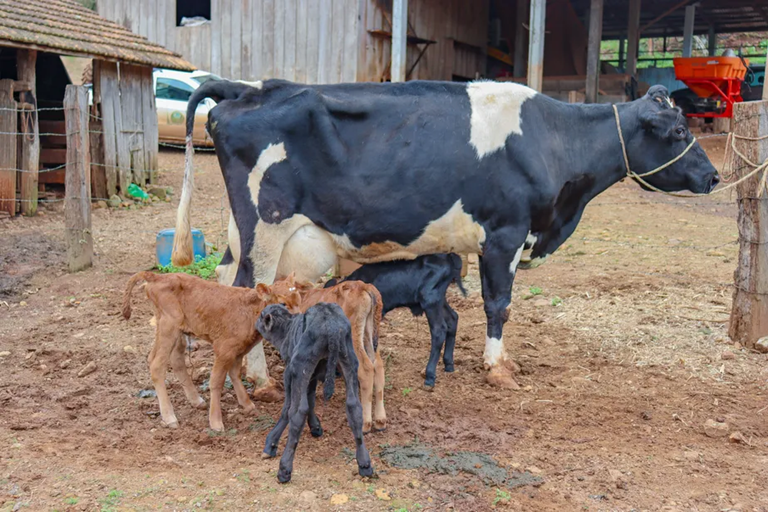 Nascimento de quádruplos aconteceu em São Valentim, no Rio Grande do Sul Lucieli Wieczynski/Cooperval