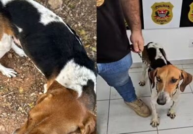 Homem é preso por maus-tratos após cão ser encontrado desnutrido e acorrentado em Sarapuí