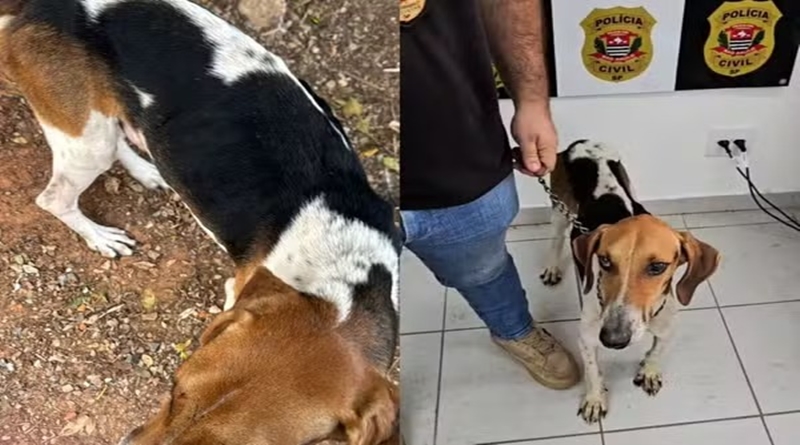 Homem é preso por maus-tratos após cão ser encontrado desnutrido e acorrentado em Sarapuí