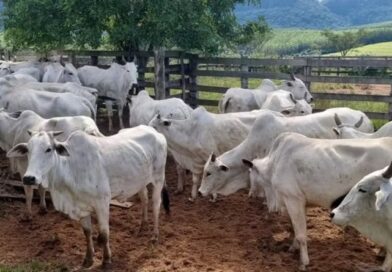 Furto de 21 cabeças de gado gera prejuízo de mais de R$ 130 mil em Santa Maria da Serra