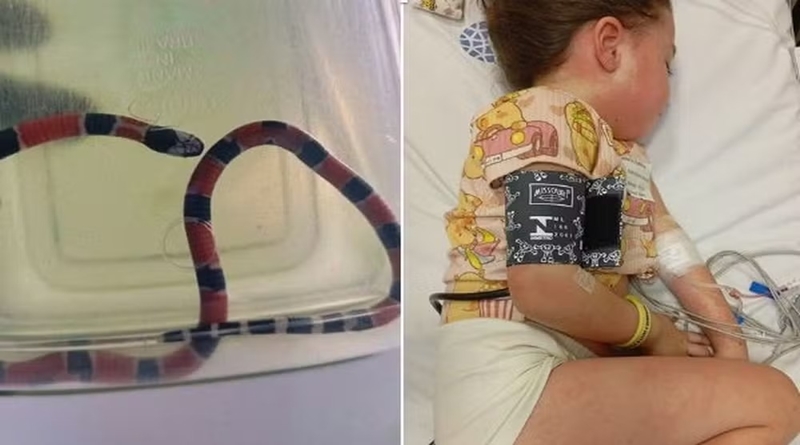 Menina é picada por cobra coral e sofre choque anafilático: “Irreconhecível”, diz mãe