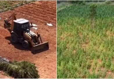Proprietário de terreno que tinha plantação de maconha no Ceará pediu, antes de ser preso, para arrendatário se entregar à polícia